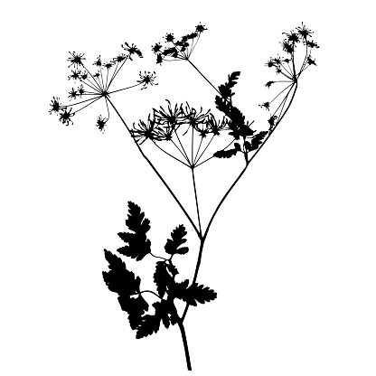 Chervil plant, vector illustration from a herbarium.