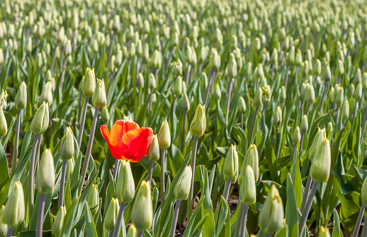 Pink tulip flowers stock photo