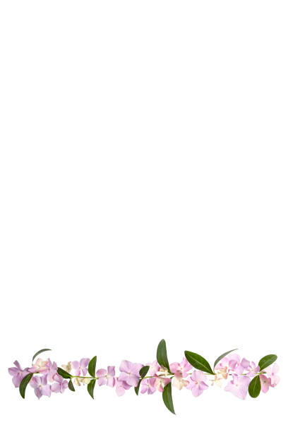 Floral layout of pink hydrangea flowers isolated on a white background. Top view, flat lay, bottom border. Festive floral background