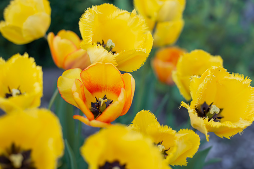 Yellow tulips in the garden. Selective focus. nature.