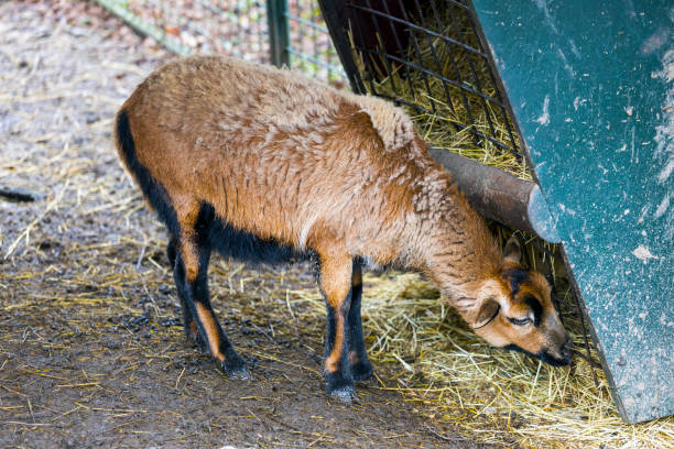 istock A view of a Cameroonian sheep 2089224933