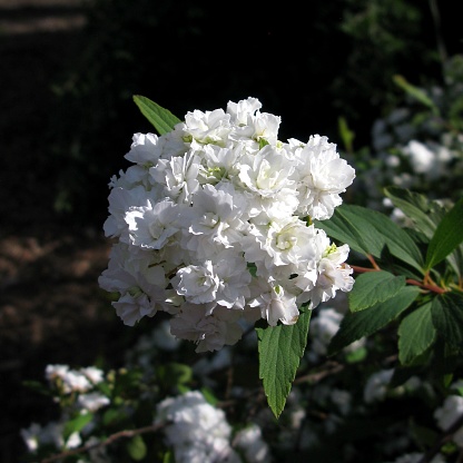 Cluster of many white flowers