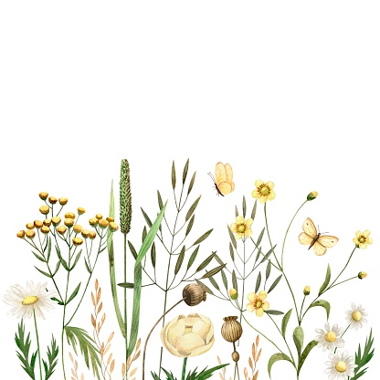 Watercolor wildflowers, herbs, herbaceous flowering plants, blooming flowers isolated on white background.
Hand drawn with watercolors. Botanical stylized set for design.