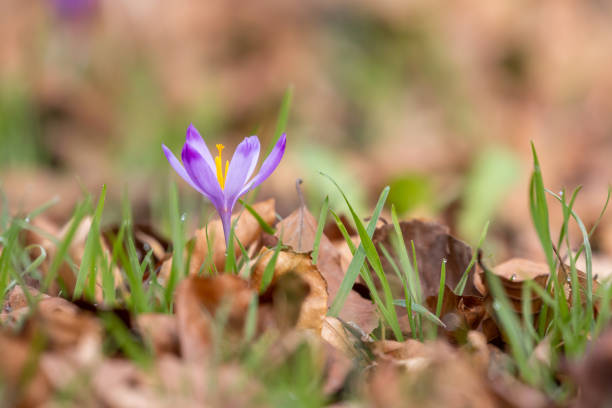 Wild purple crocuses blooming in their natural environment in the forest