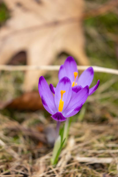 Wild purple crocuses blooming in their natural environment in the forest