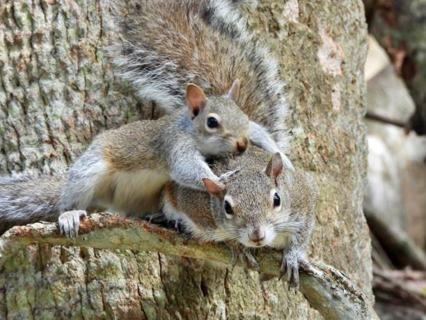 Gray Squirrel - looking at the camera