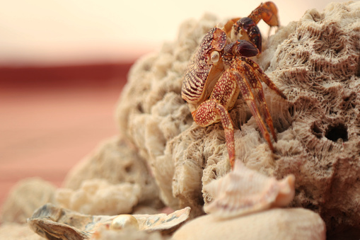 Stock photo showing close-up view of small sand crab being held by an unrecognisable person on a beach.