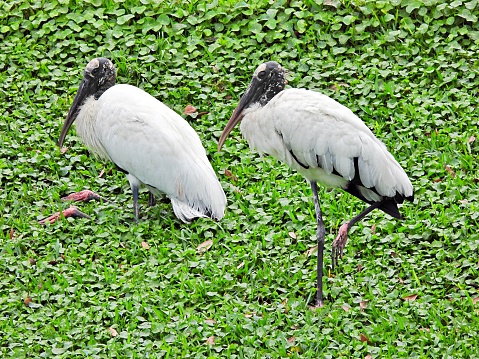 Wood Storks - profile