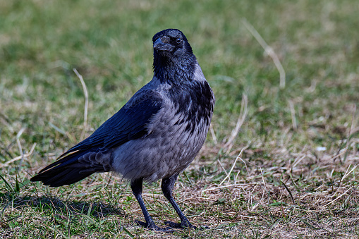 Hooded Crow