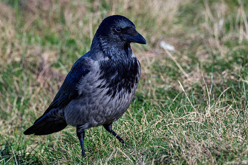 Hooded Crow