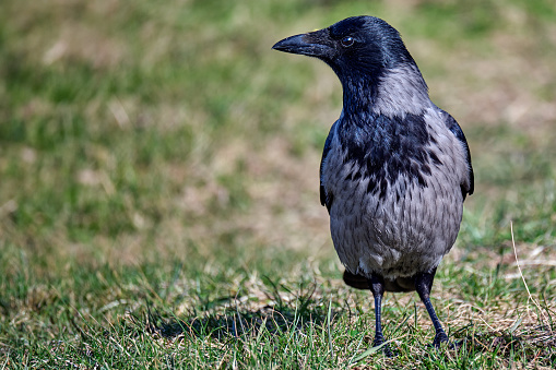 Hooded Crow