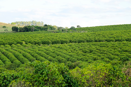 overview of coffee farming: prosperous agriculture. serene view of lush green coffee rows