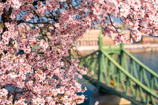 istock Blooming almond tree. Liberty bridge on the background. Spring weather. 2089276646