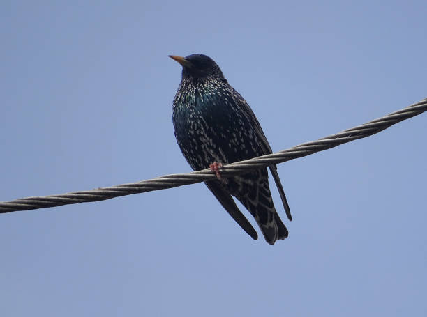 istock Starling bird sits on an electric cable 2089279783