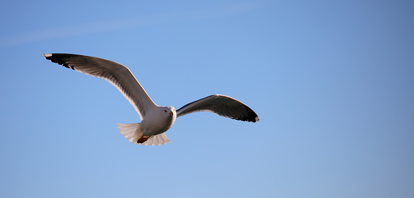 large seagull soars freely in the sky with a wide wingspan