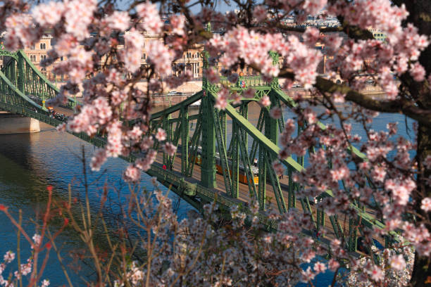 istock Blooming almond tree. Liberty bridge on the background. Spring weather. 2089288218