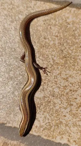 Photo of Lerisca the skink with shiny skin