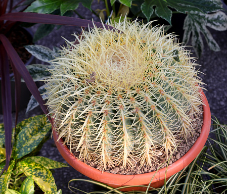 spiny cactus also known as a mother-in-law s cushion or echinocactus in a pot at a market