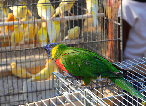 colorful Ara parrot with a blue headf or sale in the pet shop on the cage