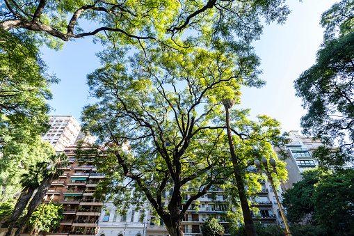 Trees with building facade in the background on Vicente Lopez Square. La Recoleta, Buenos Aires, Argentina