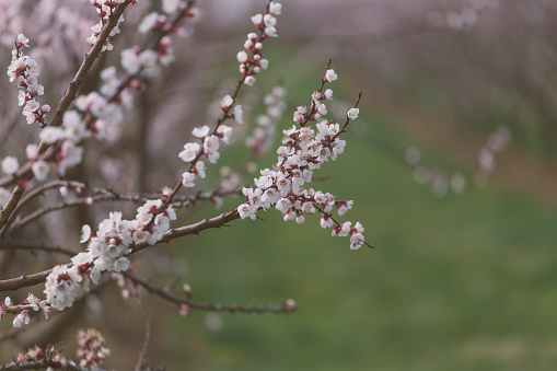 Blooming plum tree in springtime