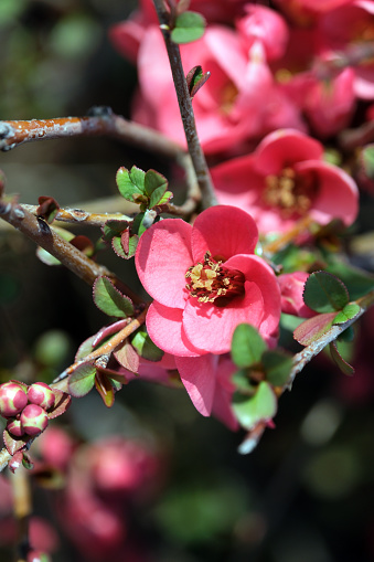 Maule's quince. Chaenomeles japonica. Pink flowers of the spring.