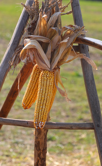 Ears of corncobs hanging to dry on an old wooden tripod from peasant civilization