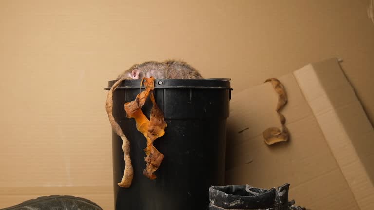 Gray rat, garbage can, food waste.