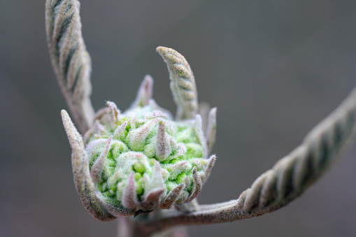 Viburnum lantana, Wayfaring Tree, April bud at the top of the shoot in early spring.