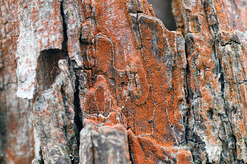 Rusty coloration of apple bark in the orchard caused by the presence of bacteria.