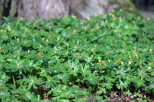 Groups of the pale flowered form of the winter aconite. Overmatured plants that produce seeds.