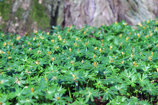 Groups of the pale flowered form of the winter aconite. Overmatured plants that produce seeds.