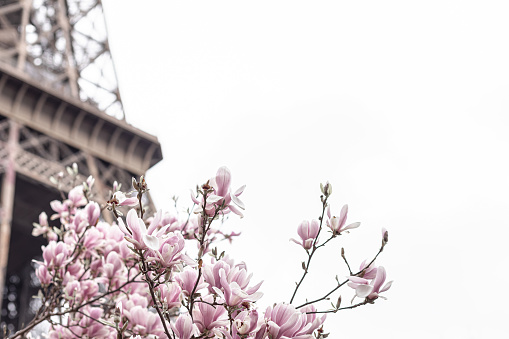 Eiffel tower. Blooming magnolia tree.