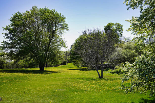 istock Colts Foot flowers in Park 2089413243
