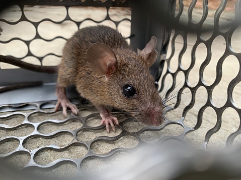 Close-up of a small mouse captured in a mouse trap cage before be released, its eyes wide as it looks towards the camera. Rats are carriers of diseases and can cause damage to objects need to dispose.