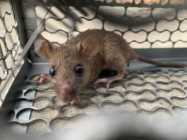 istock Close-up of a small mouse captured in a mouse trap cage before be released, its eyes wide as it looks towards the camera. Rats are carriers of diseases and can cause damage to objects need to dispose. 2089416366