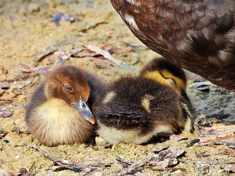 Muscovy Ducks - young ducks lying down near Mom