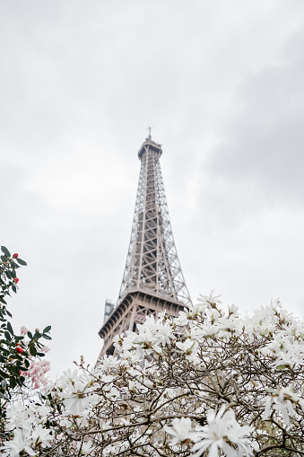 Eiffel Tower with flowering trees during springtime in Paris, France