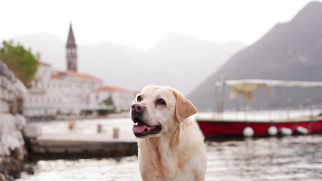 Labrador Retriever dog explores a historic seaside town