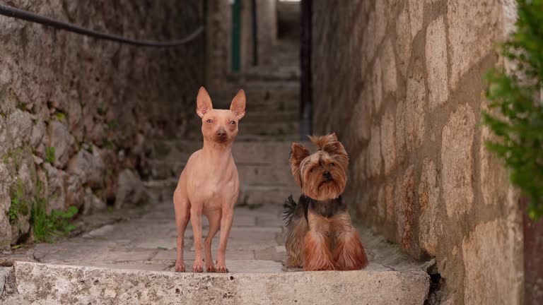 A hairless dog and a Yorkshire Terrier sit on ancient stone steps