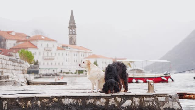 Two dogs rest on a pier, old European buildings in the mist