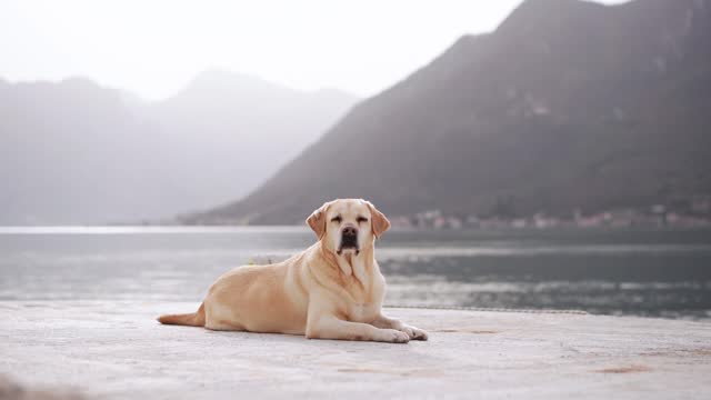 Labrador Retriever lies by a lake, mountains in the misty scene in peace
