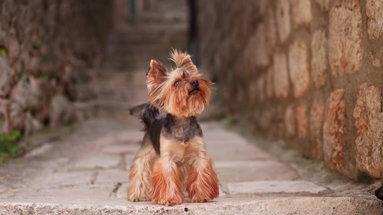 Yorkshire Terrier dog guards a narrow lane, Steeped in history.