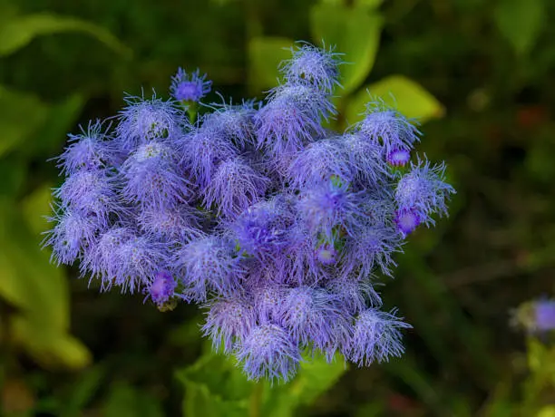 blue mistflower conoclinium coelestinum green blurred background