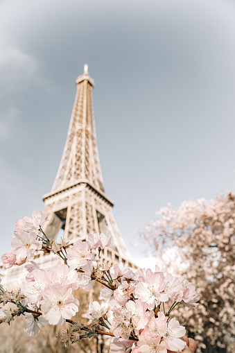 Eiffel tower. Blooming sakura tree.
