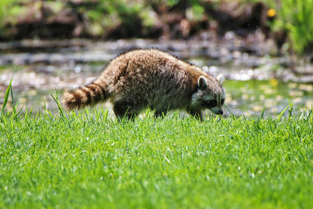 Raccoon in backyard background