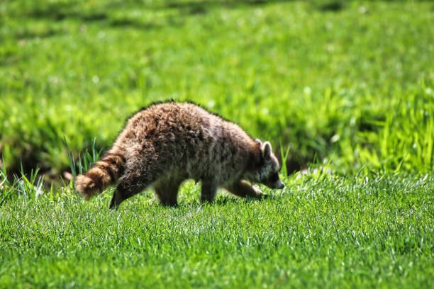 A common Raccoon or Northern Raccoon near a river in the Laurentian forest of Canada.