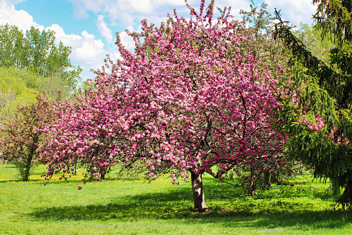 Ethereal beauty of a Pink blossom Crabapple tree in full bloom during mid-may spring season in contrast to the fresh green grass of Ottawa's Dominion Arboretum park in Ottawa,Ontario,Canada