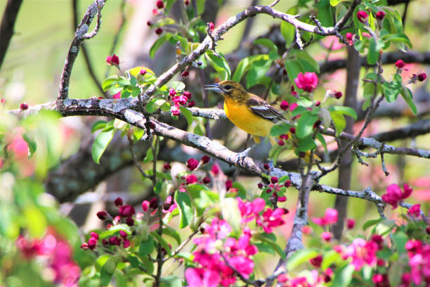 istock Female Baltimore Oriole with crabapple blossoms 2089452331