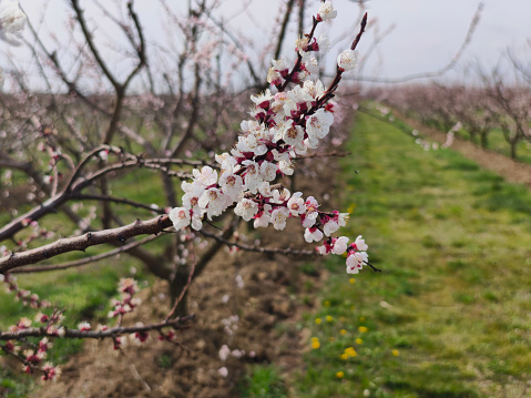 Blooming plum tree in springtime